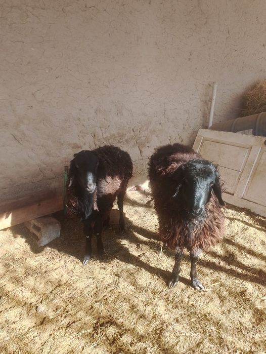 Қошқар сатылады эркек