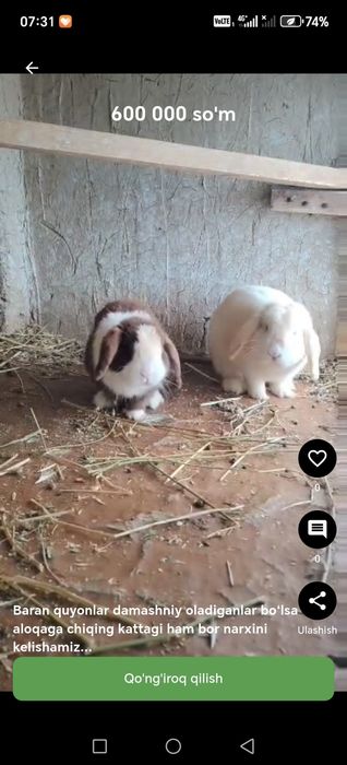Zotdor quyonla uyda boqishga zo‘r paroda baran kotta quloq