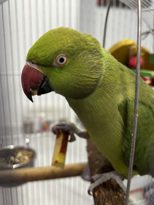 Papagal Micul Alexandru