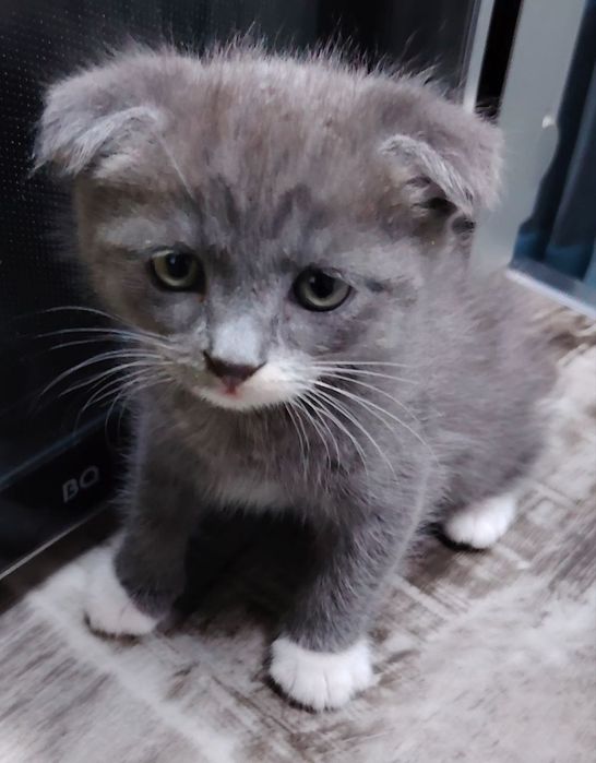 Очаровательные вислоухие котята  от папы Британца и мамы вислоухой