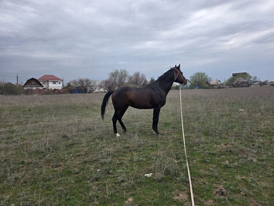 Продам лошадей, англоараб