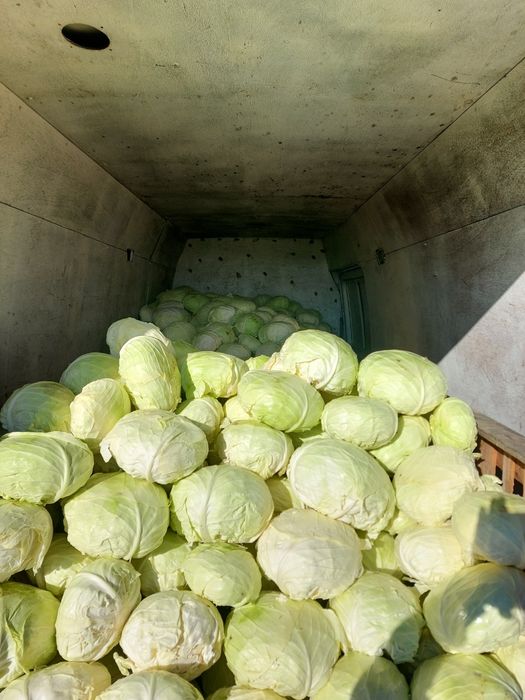 Varza de vanzare Beverly hills