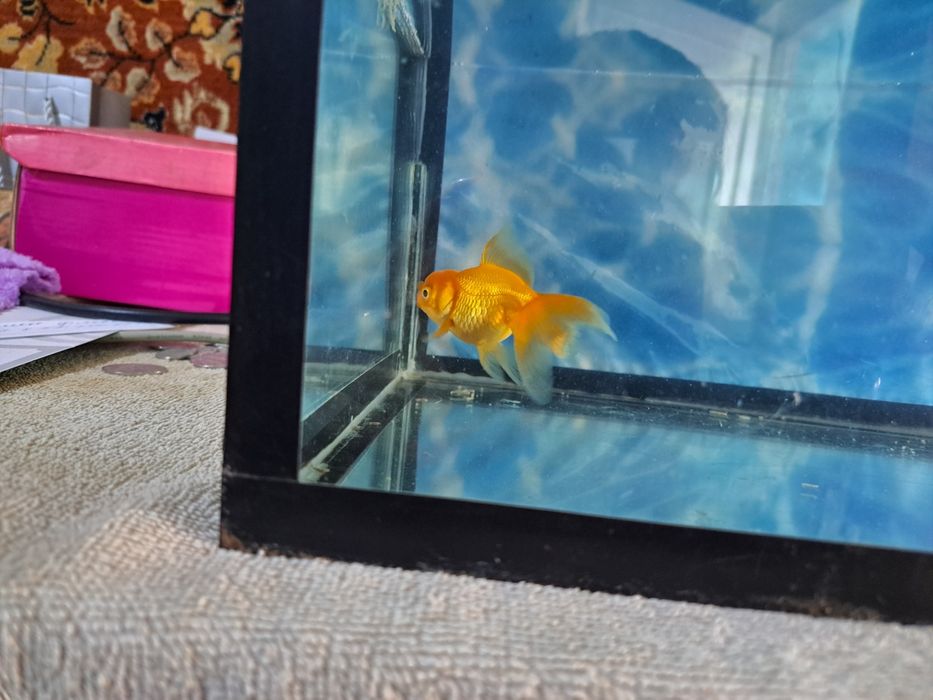 Продаю рыбок Аранды