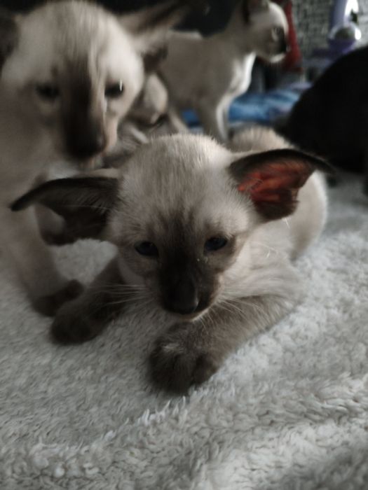 Ориентальные котята экстрим