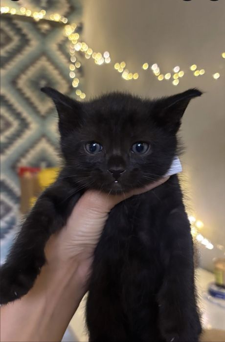 Котенок девочка ищет дом
