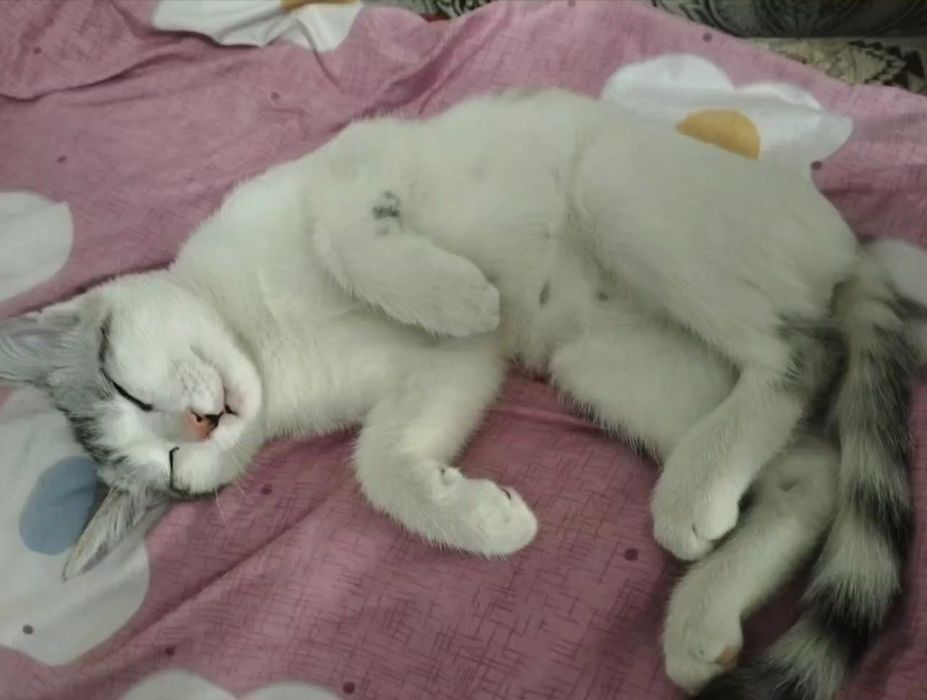 Кошка средняя не взрослая