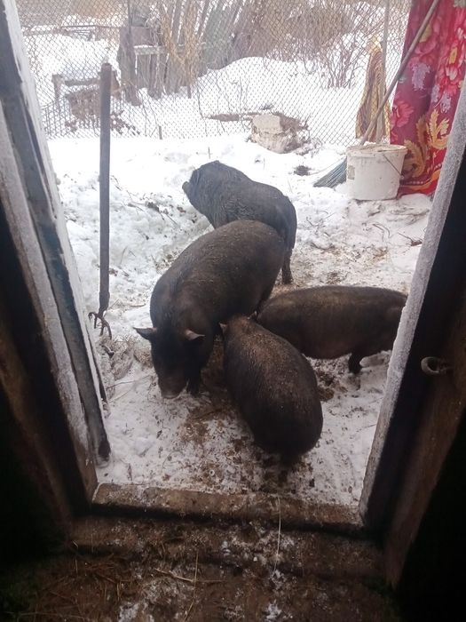 Свиньи вьетнамские