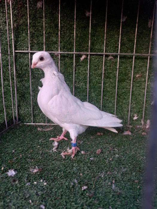 porumbei figurita valenciana