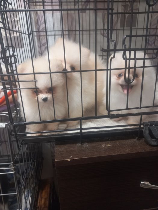 Щенки шпица тип мишка