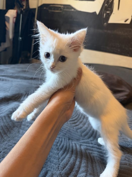 Отдам котенка девочку
