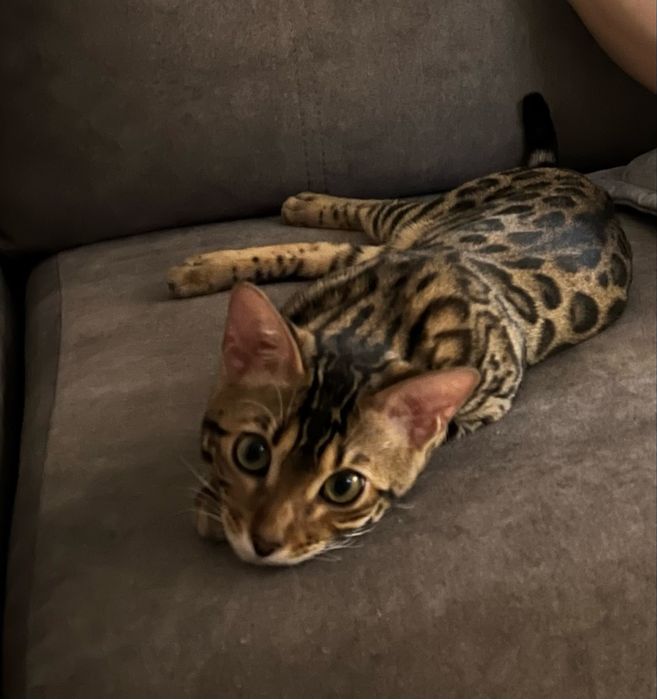 Бенгальские котята