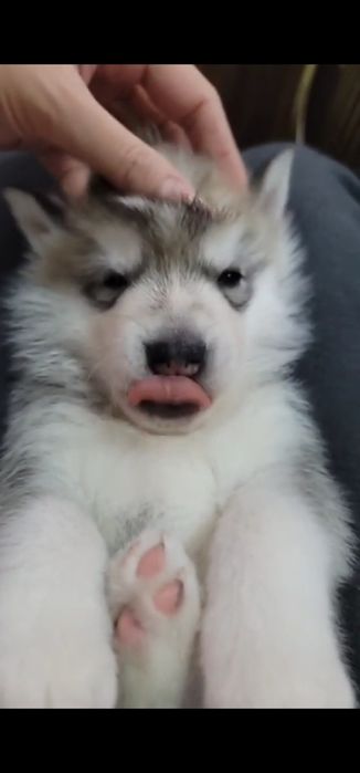 Чистокровный щенок хаски родился 14февраля 2026г принесет любовь