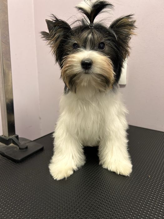 Biewer Yorkie/Бивър