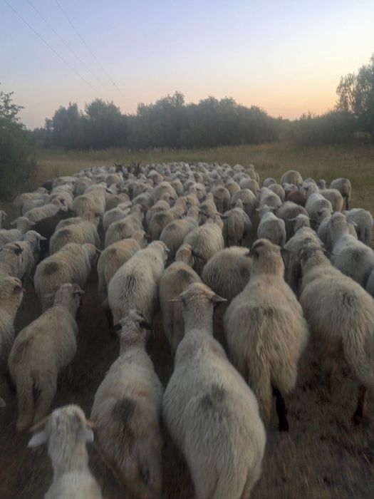 Vând oi sau schimb cu vaci