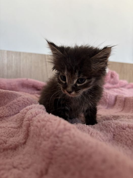 Отдам маленьких котят