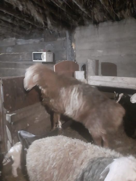 2,5 жасар гисарки