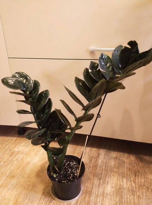 Комнатные цветы продажа