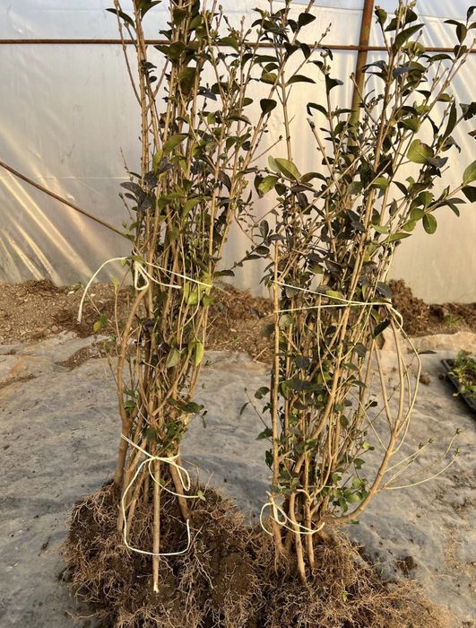 Жив плет, лигустриум