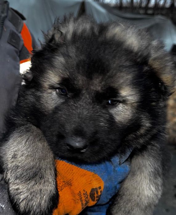 Продам щенков кавказской овчарки