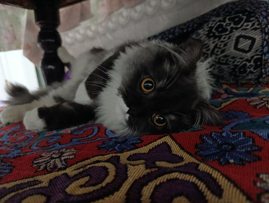 Vyazkaga mushuk bepul