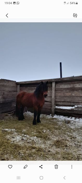 Жеребец полу тяжаловоз