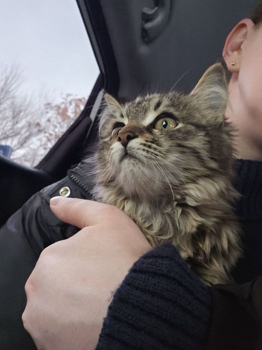 Девочка Пуша  в поисках дома! Ташкент!