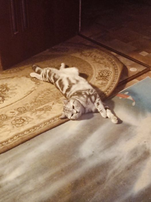 Кот на вязку шотландец