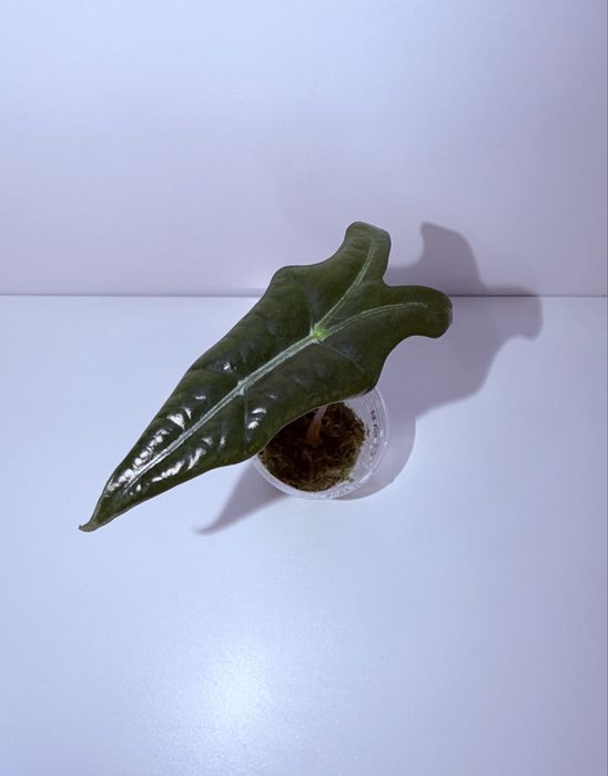 Алоказия, комнатные растения, комнатные цветы