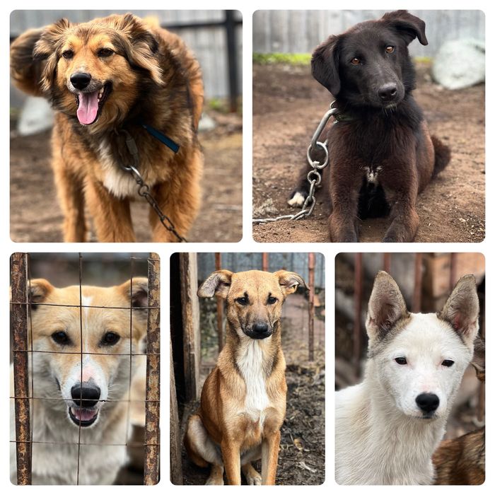 Собаки в хорошие руки