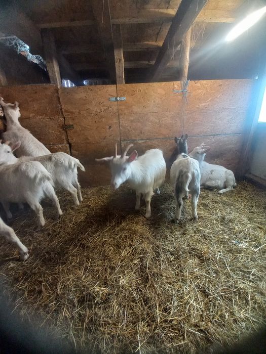 Ieduțe saanen și metis saanen din aprilie 2024, din mame cu mult lapte