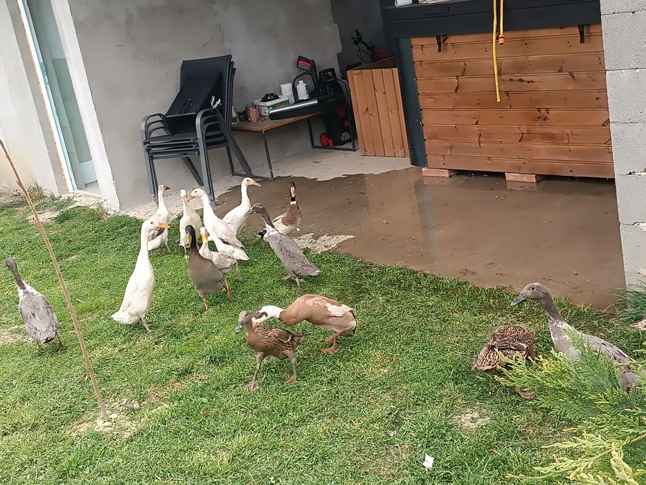 Ouă rațe alergătoare