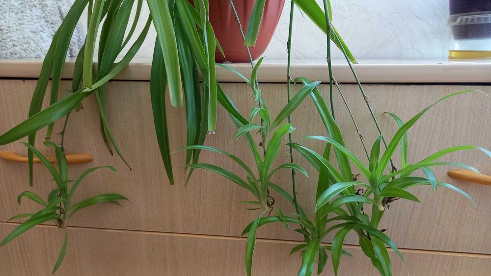 Хлорофитум продам цветок