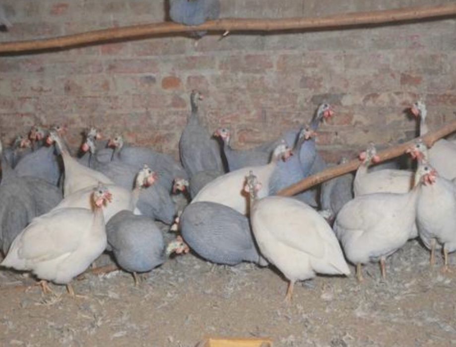 Яйцо цесарки-400 тг