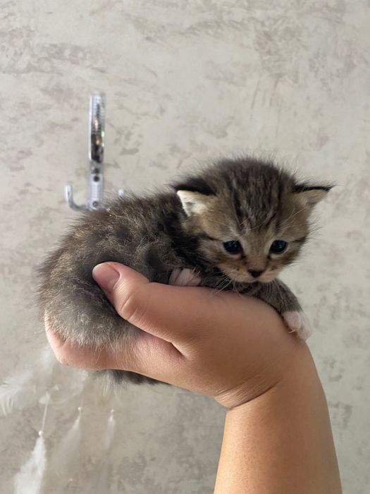Здоровые котята и коты