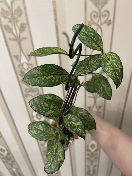 Хоя Крассипетиолата Сплеш