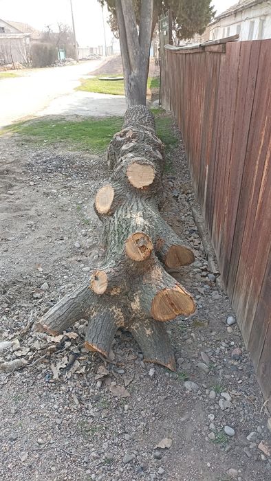 Продам дуб дерево