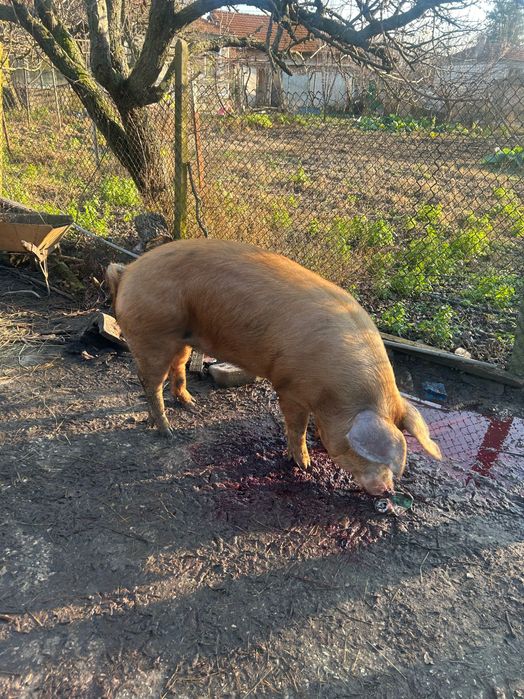 Продава се прасето на снимките