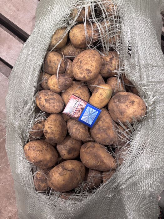 Продам картофель в больших обьемах