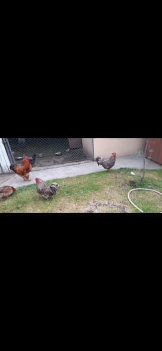 3 cocoși de vânzare.