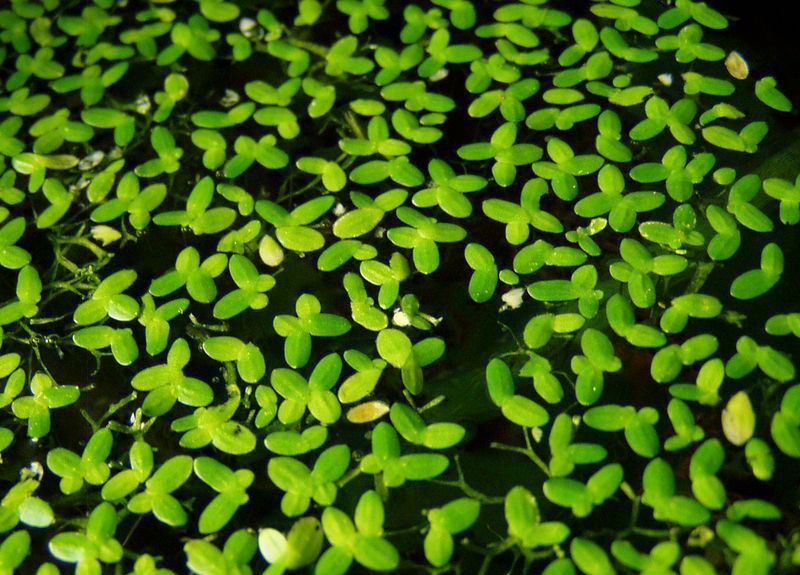 Ряска аквариумная