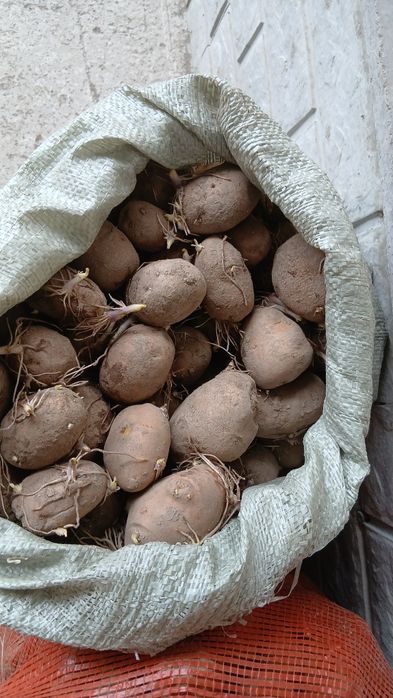 Продам картошку семенную