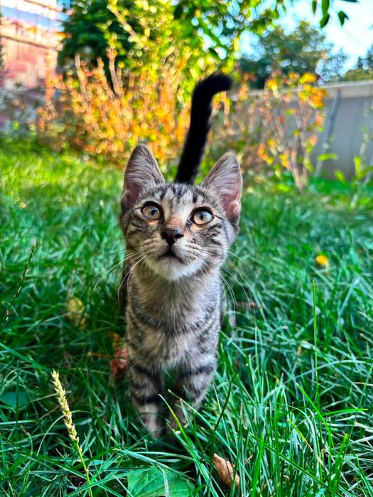 Котики ищут себе новый дом
