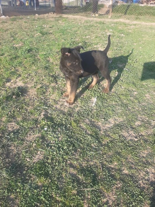 Mascul ciobanesc belgian malinois