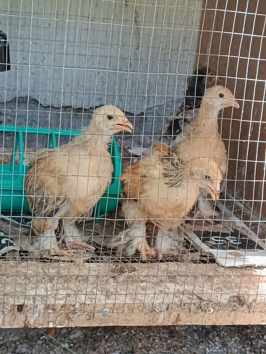 Брамма жожалар сотувга чикти