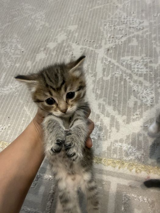 Отдам котят в хорошие руки