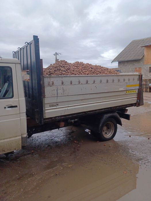 Cartofi animale  animale