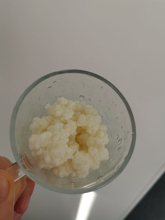 Ciupercă  chefir, zona Crângași