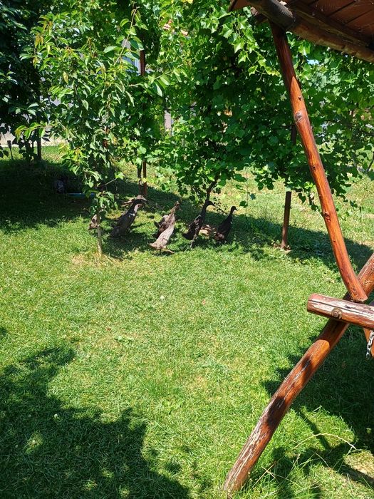 Rațe indiene, alergatoare