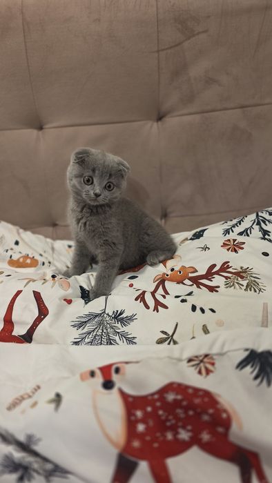 Scottish fold baietel