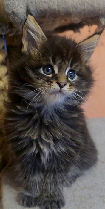 Котенца мейнкун дългокосмести